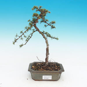 Venkovní bonsai - Cedrus libani Braviofolia