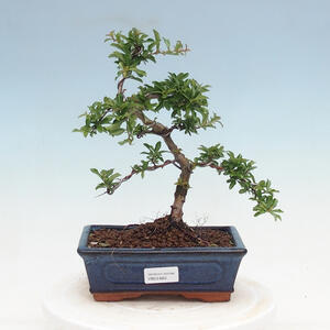 Venkovní bonsai-Pyracanta Teton -Hlohyně