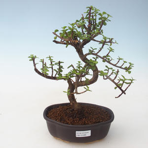 Pokojová bonsai - Portulakaria Afra - Tlustice PB2191685
