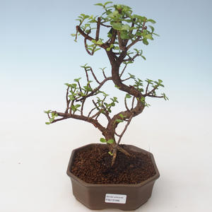 Pokojová bonsai - Portulakaria Afra - Tlustice PB2191686