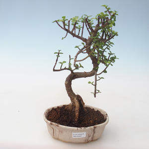 Pokojová bonsai - Portulakaria Afra - Tlustice PB2191687