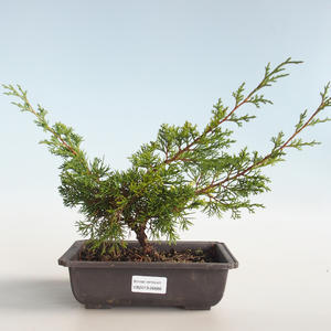 Venkovní bonsai - Juniperus chinensis Itoigava-Jalovec čínský VB2019-26888