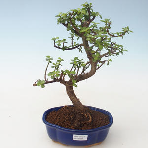 Pokojová bonsai - Portulakaria Afra - Tlustice PB2191688