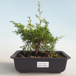 Venkovní bonsai - Juniperus chinensis Itoigava-Jalovec čínský VB2019-26890