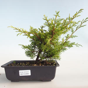 Venkovní bonsai - Juniperus chinensis Itoigava-Jalovec čínský VB2019-26891