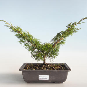 Venkovní bonsai - Juniperus chinensis Itoigava-Jalovec čínský VB2019-26893