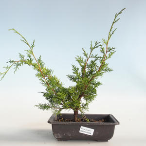 Venkovní bonsai - Juniperus chinensis Itoigava-Jalovec čínský VB2019-26896