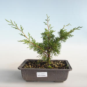 Venkovní bonsai - Juniperus chinensis Itoigava-Jalovec čínský VB2019-26897