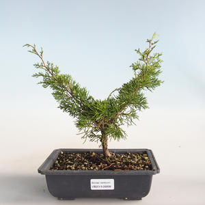 Venkovní bonsai - Juniperus chinensis Itoigava-Jalovec čínský VB2019-26898