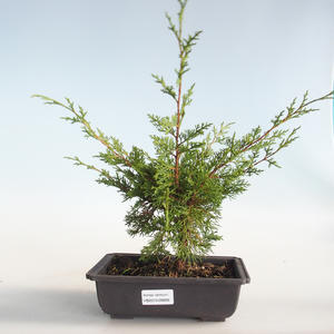 Venkovní bonsai - Juniperus chinensis Itoigava-Jalovec čínský VB2019-26899