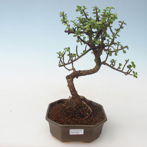 Pokojová bonsai - Portulakaria Afra - Tlustice PB2191689