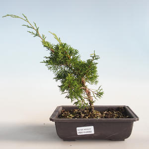 Venkovní bonsai - Juniperus chinensis Itoigava-Jalovec čínský VB2019-26902