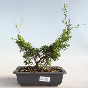 Venkovní bonsai - Juniperus chinensis Itoigava-Jalovec čínský VB2019-26903