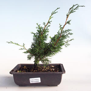 Venkovní bonsai - Juniperus chinensis Itoigava-Jalovec čínský VB2019-26905