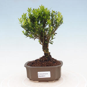 Venkovní bonsai - Juniperus chinensis Itoigava-Jalovec čínský VB2019-26910