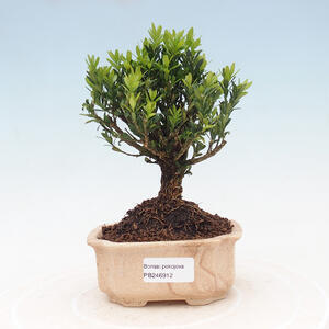 Venkovní bonsai - Juniperus chinensis Itoigava-Jalovec čínský VB2019-26912