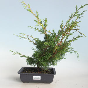 Venkovní bonsai - Juniperus chinensis Itoigava-Jalovec čínský VB2019-26913