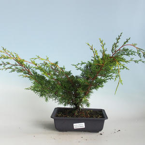 Venkovní bonsai - Juniperus chinensis Itoigava-Jalovec čínský VB2019-26918