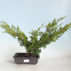 Venkovní bonsai - Juniperus chinensis Itoigava-Jalovec čínský VB2019-26922