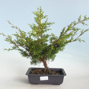 Venkovní bonsai - Juniperus chinensis Itoigava-Jalovec čínský VB2019-26923