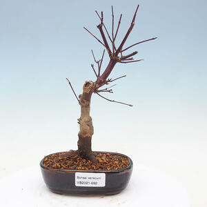 Keramická bonsai miska 23,5 x 23,5 x 5,5 cm, barva modrá