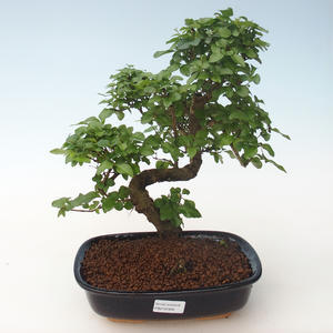 Pokojová bonsai -Ligustrum chinensis - Ptačí zob PB2191694
