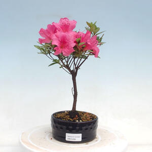 Venkovní bonsai - Rhododendron sp. - Azalka červená