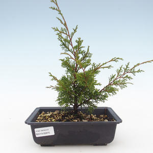Venkovní bonsai - Juniperus chinensis Itoigawa-Jalovec čínský VB2019-26970