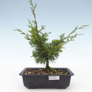Venkovní bonsai - Juniperus chinensis Itoigawa-Jalovec čínský VB2019-26971