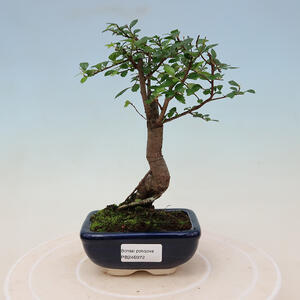 Venkovní bonsai - Juniperus chinensis Itoigawa-Jalovec čínský VB2019-26972