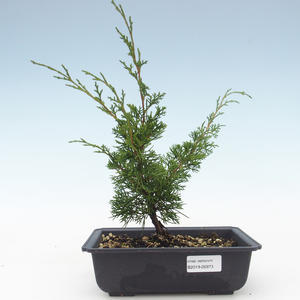 Venkovní bonsai - Juniperus chinensis Itoigawa-Jalovec čínský VB2019-26973