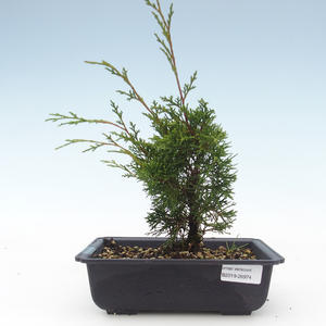 Venkovní bonsai - Juniperus chinensis Itoigawa-Jalovec čínský VB2019-26974