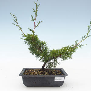 Venkovní bonsai - Juniperus chinensis Itoigawa-Jalovec čínský VB2019-26975