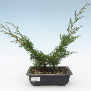 Venkovní bonsai - Juniperus chinensis Itoigawa-Jalovec čínský VB2019-26976