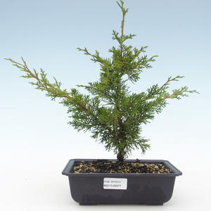 Venkovní bonsai - Juniperus chinensis Itoigawa-Jalovec čínský VB2019-26977