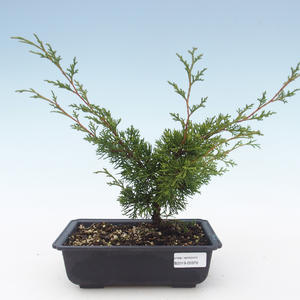 Venkovní bonsai - Juniperus chinensis Itoigawa-Jalovec čínský VB2019-26978