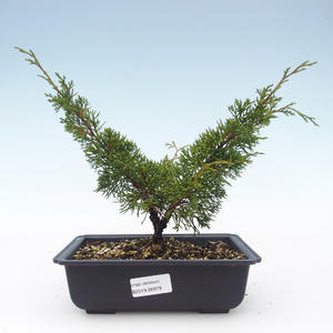 Venkovní bonsai - Juniperus chinensis Itoigawa-Jalovec čínský VB2019-26979