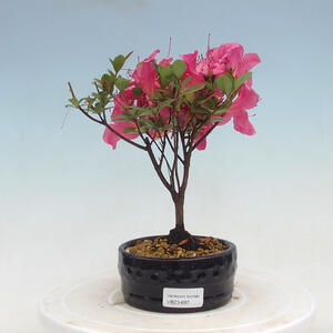 Venkovní bonsai - Rhododendron sp. - Azalka červená