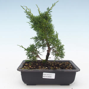 Venkovní bonsai - Juniperus chinensis Itoigawa-Jalovec čínský VB2019-26980
