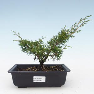 Venkovní bonsai - Juniperus chinensis Itoigawa-Jalovec čínský VB2019-26981