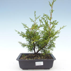 Venkovní bonsai - Juniperus chinensis Itoigawa-Jalovec čínský VB2019-26982