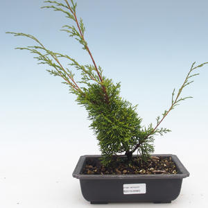 Venkovní bonsai - Juniperus chinensis Itoigawa-Jalovec čínský VB2019-26983