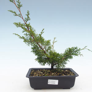 Venkovní bonsai - Juniperus chinensis Itoigawa-Jalovec čínský VB2019-26984