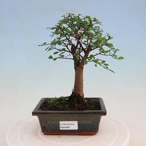 Venkovní bonsai - Juniperus chinensis Itoigawa-Jalovec čínský VB2019-26985