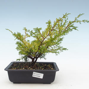 Venkovní bonsai - Juniperus chinensis Itoigawa-Jalovec čínský VB2019-26986