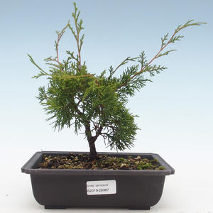 Venkovní bonsai - Juniperus chinensis Itoigawa-Jalovec čínský VB2019-26987