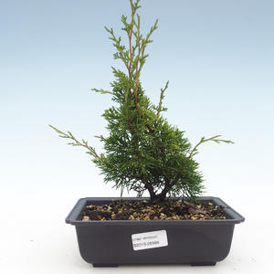 Venkovní bonsai - Juniperus chinensis Itoigawa-Jalovec čínský VB2019-26988