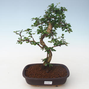 Pokojová bonsai - Carmona macrophylla - Čaj fuki PB2191698