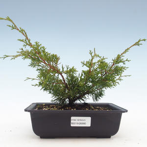 Venkovní bonsai - Juniperus chinensis Itoigawa-Jalovec čínský VB2019-26990