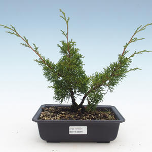 Venkovní bonsai - Juniperus chinensis Itoigawa-Jalovec čínský VB2019-26991